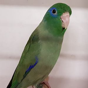Spectacled parrotlet