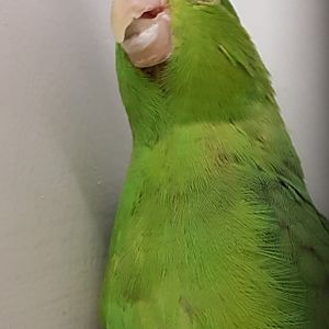 Green-rumped parrotlet ssp deliciosus