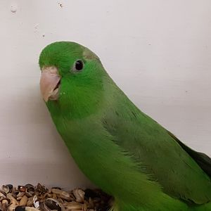 Green-rumped parrotlet -male