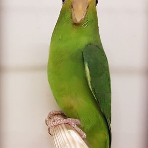 Green-rumped parrotlet - female