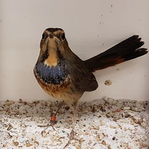 Bluethroat