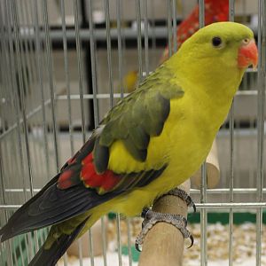 Regent parrot
