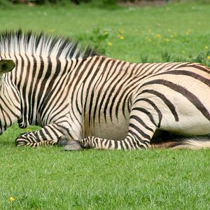 Hartmann's mountain zebra; Marwell; 20th May 2017