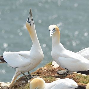 Northern Gannets at Bempton Cliffs, 22/05/17