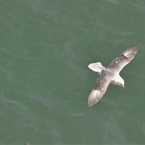 Fulmar at Bempton Cliffs, 22/05/17
