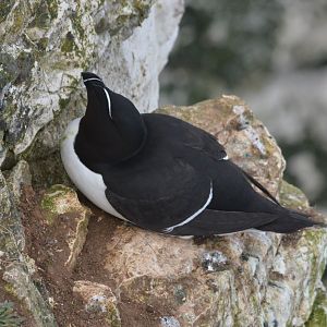 Razorbill at Bempton Cliffs, 22/05/17
