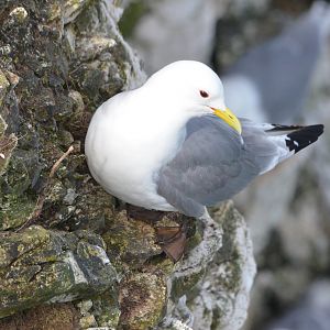 Black-legged Kittiwake at Bempton Cliffs, 22/05/17