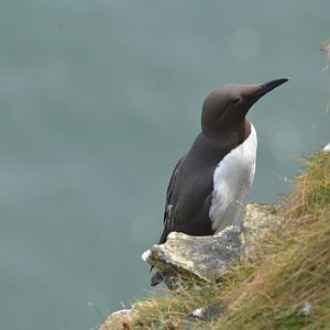 Common Guillemot at Bempton Cliffs, 22/05/17