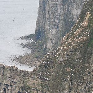 Gannet Colony at Bempton Cliffs, 22/05/17