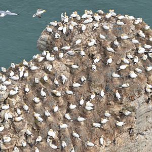 Gannet Colony at Bempton Cliffs, 22/05/17