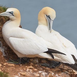 Northern Gannets at Bempton Cliffs, 22/05/17
