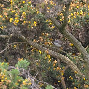Lesser Whitethroat at Bempton Cliffs, 22/05/17