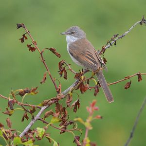 Common Whitethroat at Bempton Cliffs, 22/05/17