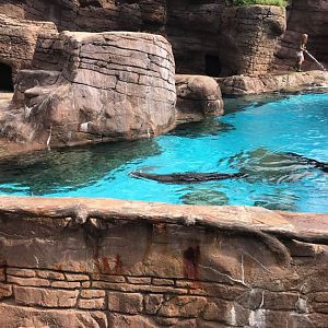 Oceans- California Sea Lion/Harbor Seal