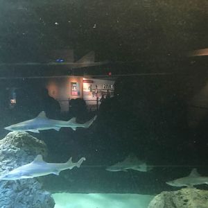 Oceans- Cownose Ray/Dogfish Shark