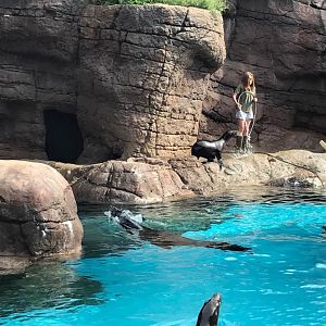 Oceans- California Sea Lion/Harbor Seal