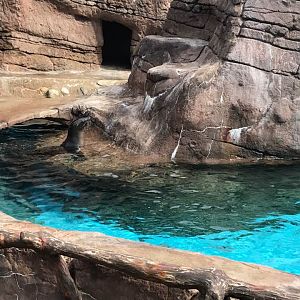 Oceans- California Sea Lion/Harbor Seal