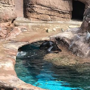 Oceans- California Sea Lion/Harbor Seal