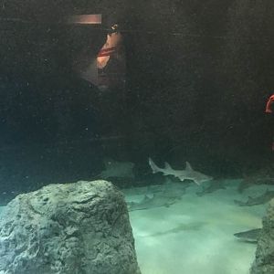 Oceans- Cownose Ray/Dogfish Sharj