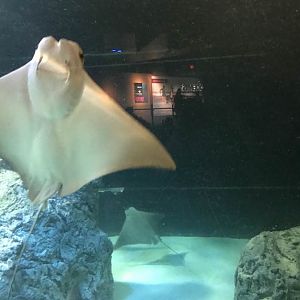 Oceans- Cownose Ray/Dogfish Shark