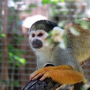 Bolivian black-capped squirrel monkey