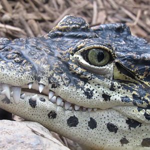 Cuban crocodile