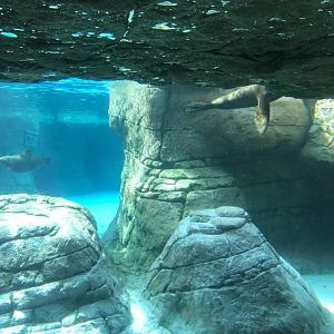Oceans- California Sea Lion/Harbor Seal