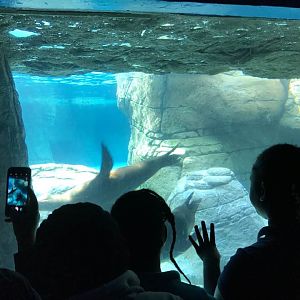 Oceans- California Sea Lion/Harbor Seal