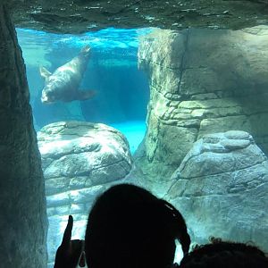 Oceans- California Sea Lion/Harbor Seal