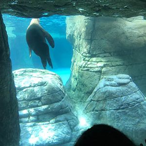 Oceans- California Sea Lion/Harbor Seal