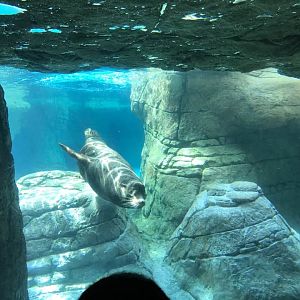 Oceans- California Sea Lion/Harbor Seal