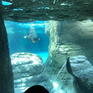 Oceans- California Sea Lion/Harbor Seal