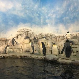 Oceans- Penguins