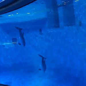 Dolphin Dome