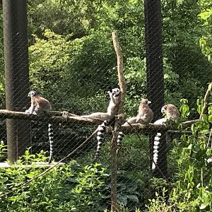 Forests- Ring-Tailed Lemur