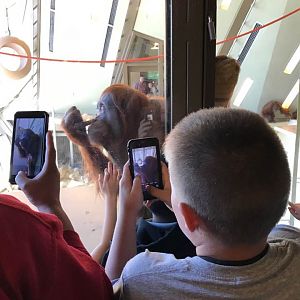 International Orangutan Center