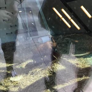 International Orangutan Center