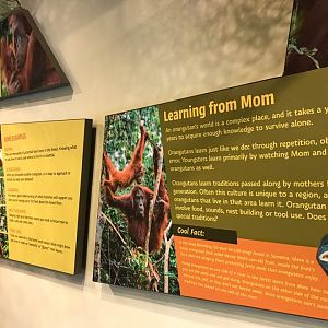 International Orangutan Center