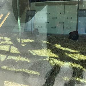 International Orangutan Center