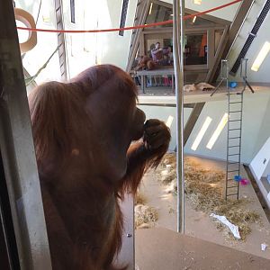 International Orangutan Center