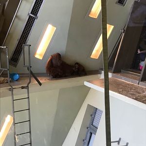 International Orangutan Center