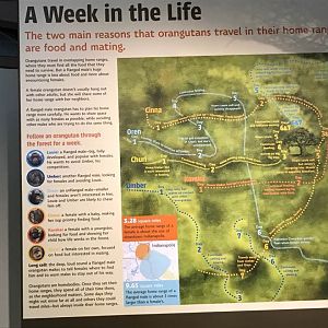 International Orangutan Center