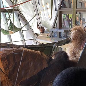 International Orangutan Center