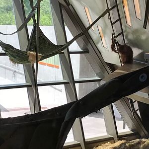 International Orangutan Center