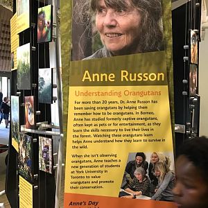 International Orangutan Center