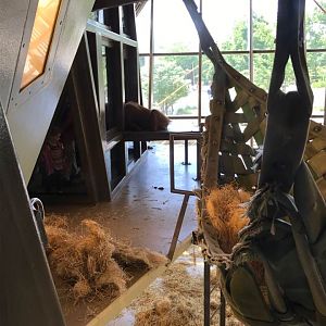 International Orangutan Center