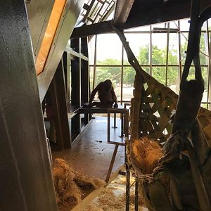 International Orangutan Center