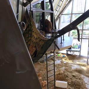 International Orangutan Center