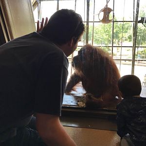 International Orangutan Center