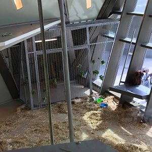 International Orangutan Center